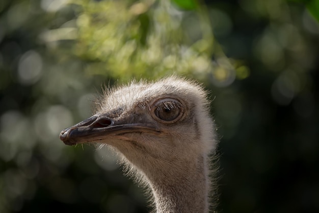 Avestruz struthio camelus closeup tiro