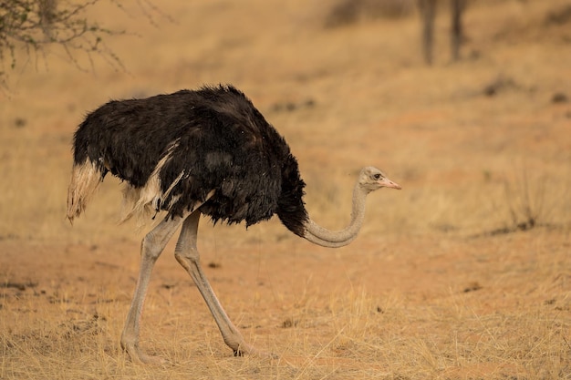 El avestruz en tierra
