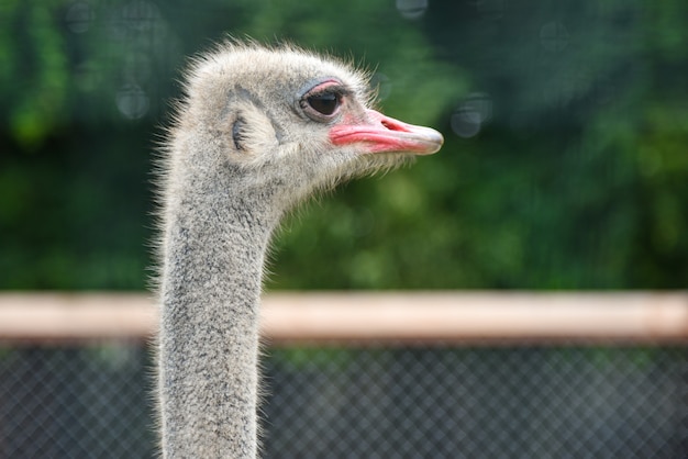 Avestruz en el zoológico está mirando, primer plano