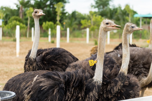 Avestruzes em uma fazenda