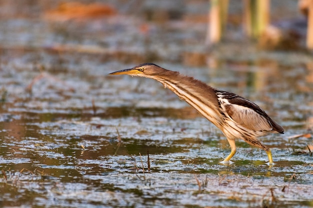 Avetoro Ixobrychus minutus se encuentra en el agua y busca comida