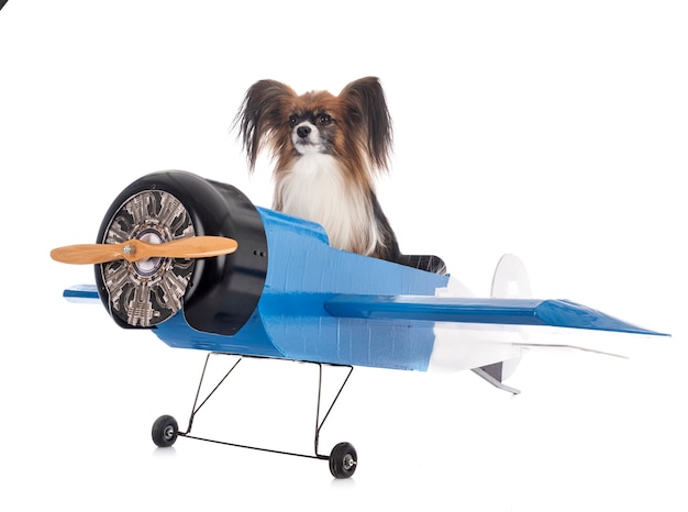 Avião e cachorro Papillon