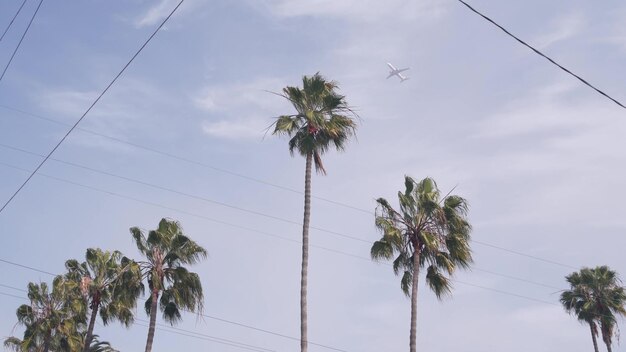 Avião voando no céu palmeiras tropicais em los angeles califórnia viagens eua