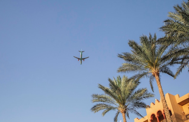 avión en el cielo sobre palmeras en Egipto