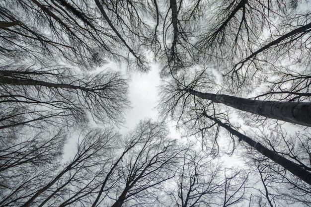 Avión contra un bosque de haya en invierno Fotografía en el bosque de haya de Pancorbo