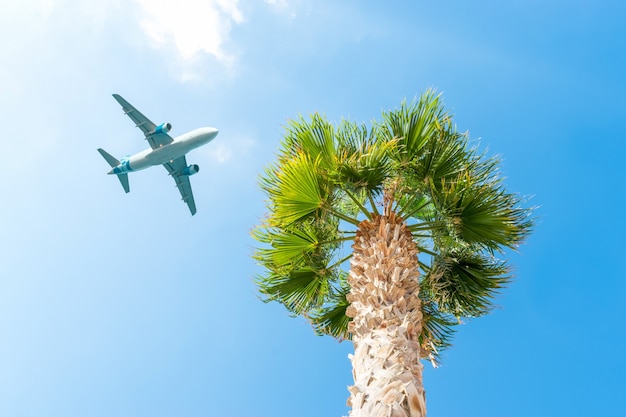 Avión de pasajeros volando por encima de la palmera contra el cielo azul