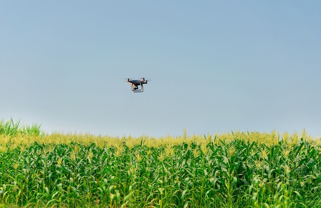 Aviones no tripulados Granja de maíz Dorn, automatización agrícola, agricultura digital