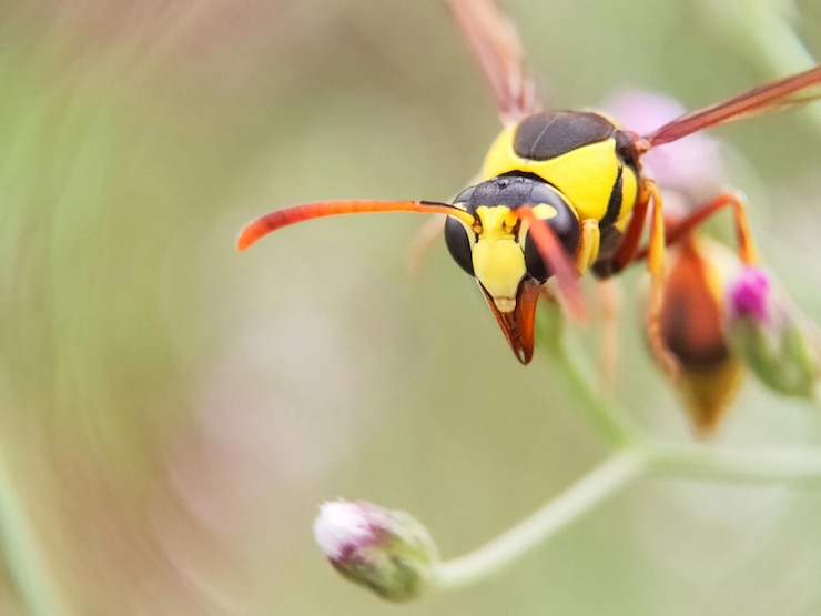 Foto avispa amarilla en la cabeza de la flor vista de cerca adecuada para el fondo animal