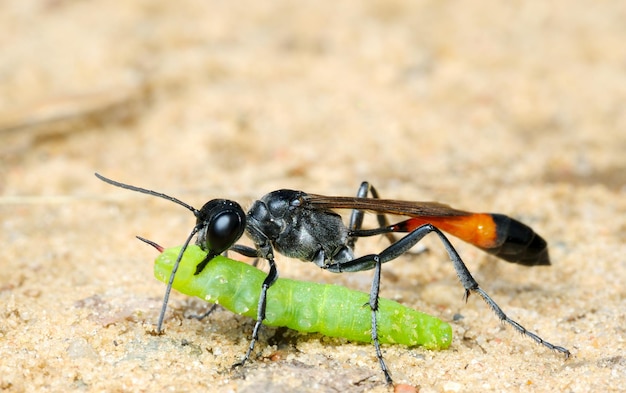 Avispa Ammophila sabulosa con presa