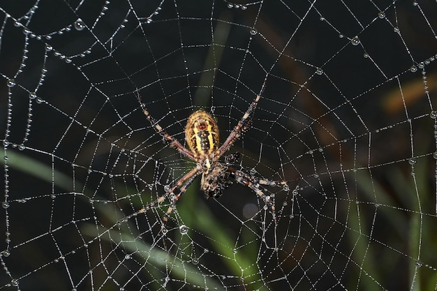 Avispa araña (lat. Argiope Bruennichi). Araña y tela de araña en el rocío en una densa niebla al amanecer.