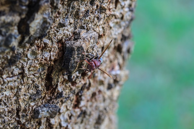 Avispa en el árbol de la corteza