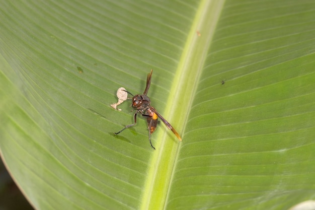 Foto avispa asiática