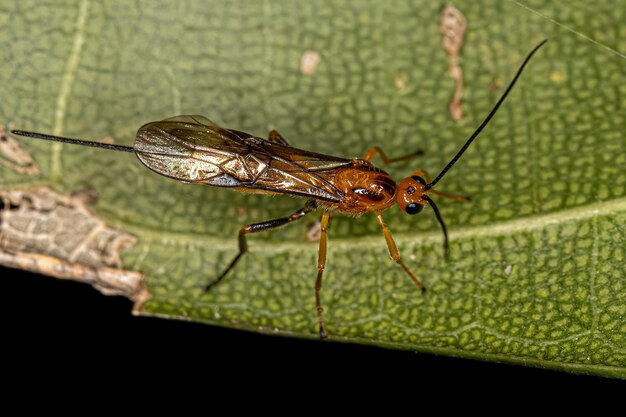 La avispa braconida adulta