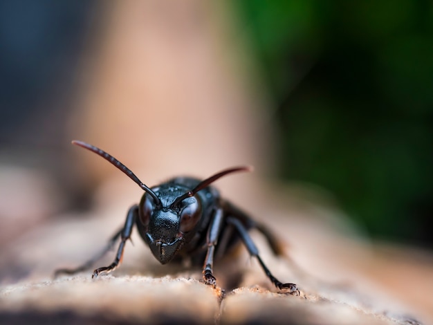 avispa cabeza macro