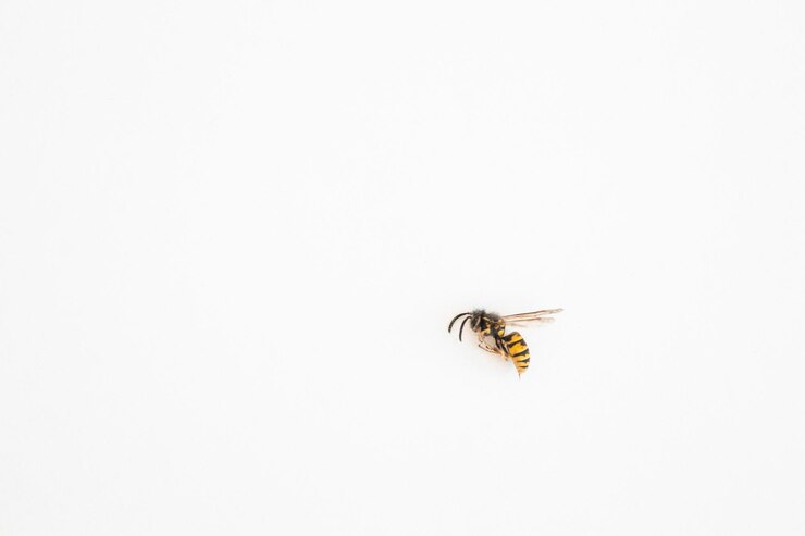 Avispa chaqueta amarilla insecto aislado en blanco