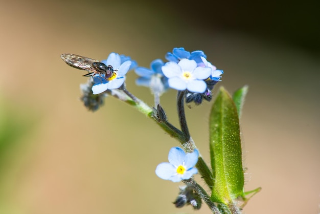 Avispa chupando de una flor