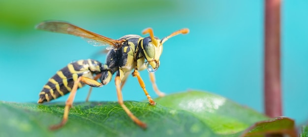 La avispa está sentada sobre hojas verdes La peligrosa avispa común de rayas amarillas y negras se sienta sobre las hojas