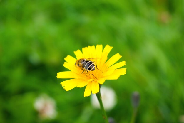 Foto avispa en la flor amarilla