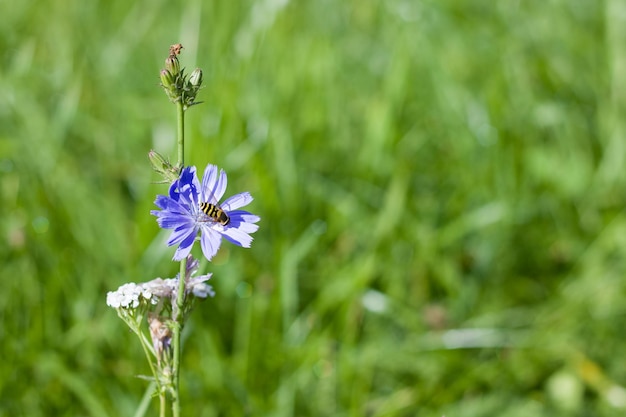Avispa en una flor azul de cerca