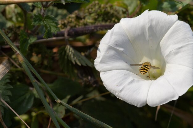 Foto avispa en una flor blanca de cerca