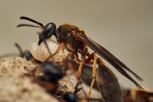 una avispa con una larva en su mandíbula