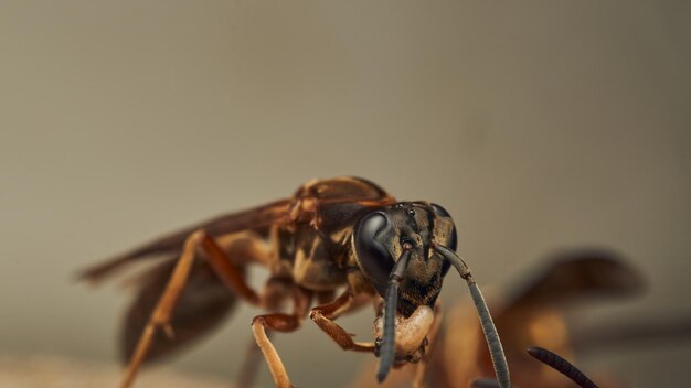 una avispa con una larva en su mandíbula