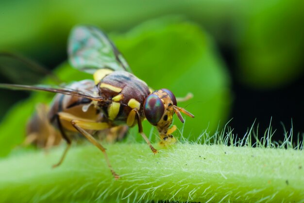 Avispa macro del jardín