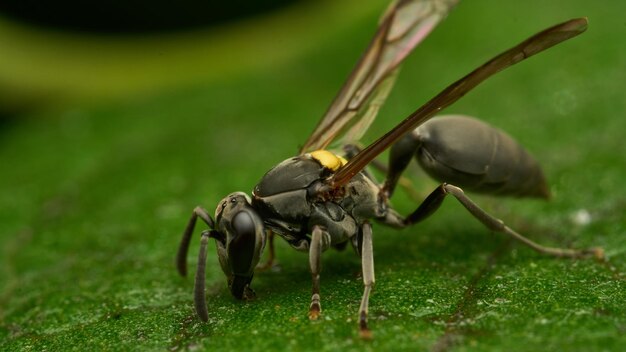 Avispa negra y amarilla encaramada en una hoja verde