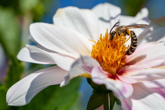 avispa negra en una flor Biodiversidad y conservación de especies