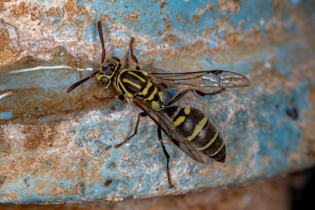 Avispa de papel adulta del género Protopolybia