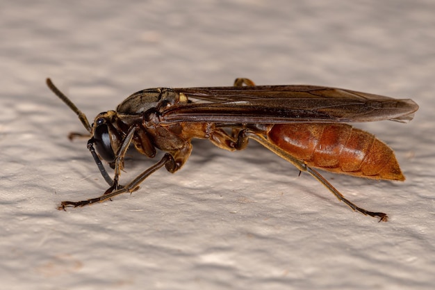 Avispa papelera nocturna adulta de la especie Apoica thoracica