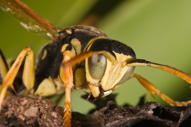 Una avispa polistes bischoffi