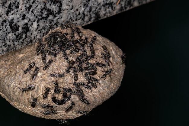 Foto avispa polybia de bandas amarillas de la especie polybia occidentalis