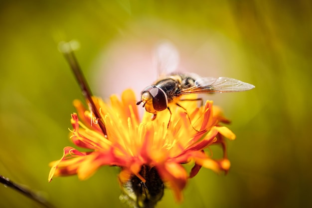 La avispa recoge el néctar de la flor crepis alpina