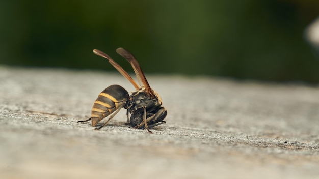 Una avispa recogiendo madera para su pañal