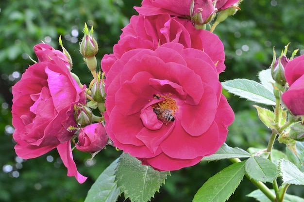 una avispa se sienta en un cuerno rojo en el jardín