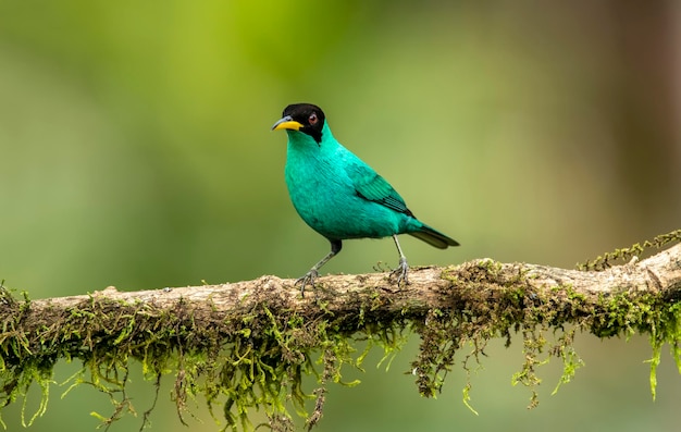 Foto la avispa verde es un pequeño pájaro de la familia tanager que se encuentra en el nuevo mundo tropical desde el sur de méxico hasta brasil y trinidad. es el único miembro del género chlorophanes.