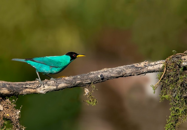 La avispa verde es un pequeño pájaro de la familia tanager que se encuentra en el Nuevo Mundo tropical desde el sur de México hasta Brasil y Trinidad. Es el único miembro del género Chlorophanes.