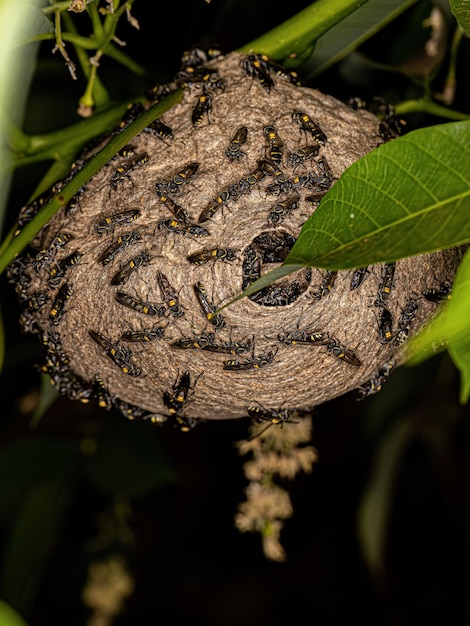 Avispas melíferas de cintura larga adultas