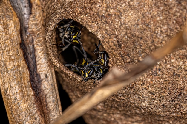 Avispas melíferas de cintura larga adultas