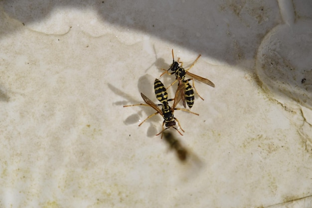 Las avispas polistes beben agua.