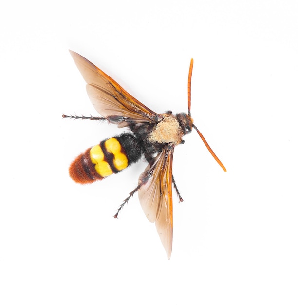 Avispón gigante asiático aislado sobre fondo blanco