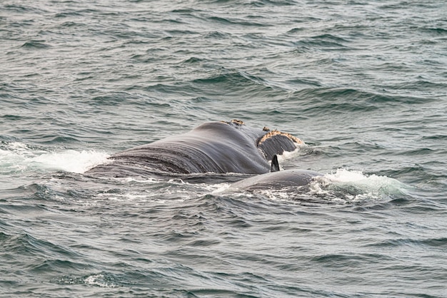 Avistamiento de ballenas en Hermanus Sudáfrica