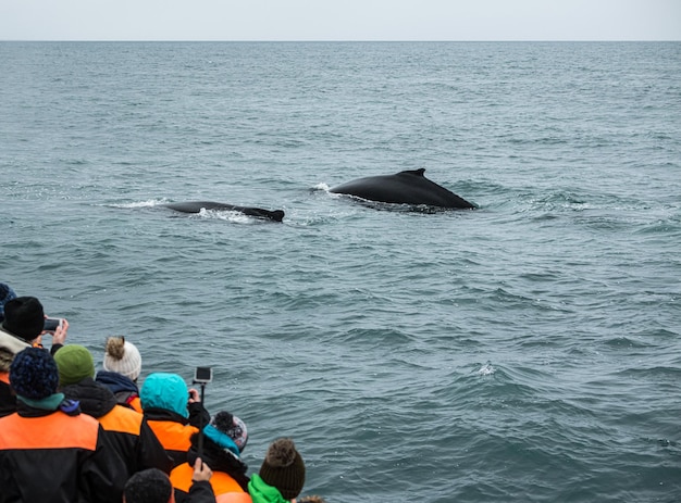 Avistamiento de ballenas en Husavik norte de Islandia