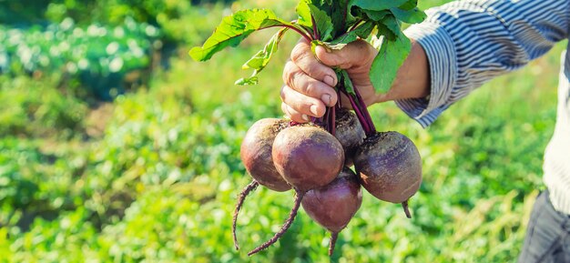 Avó com legumes na mão no jardim