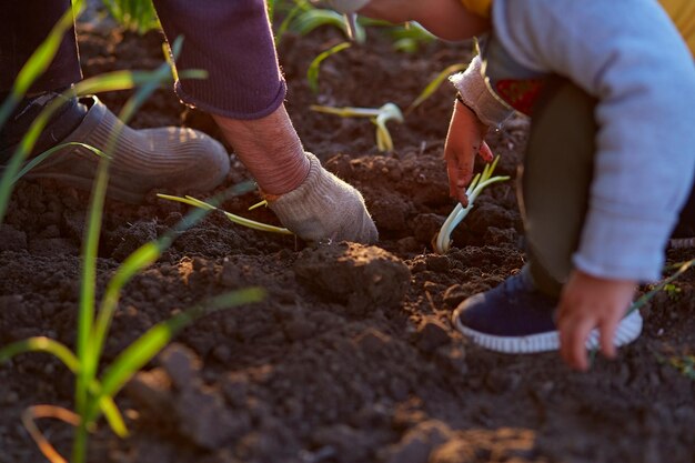 Avó e neto estão plantando cebolas na horta ao pôr do sol Trabalho de primavera Duas gerações ajudando os mais velhos