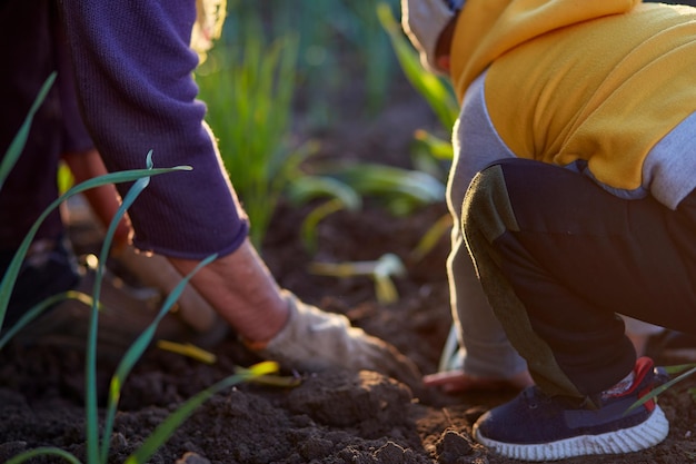 Avó e neto estão plantando cebolas na horta ao pôr do sol Trabalho de primavera Foto de alta qualidade