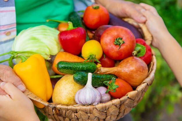 Avó no jardim com uma criança e uma colheita de legumes. foco seletivo. comida.