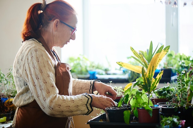 Avó passatempo, cultivo de plantas caseiras