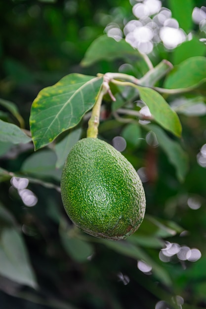 Avocado am Baum hängen